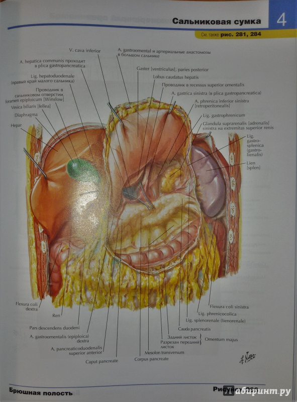 Иллюстрация 12 из 50 для Атлас анатомии человека - Фрэнк Неттер | Лабиринт - книги. Источник: olegiv
