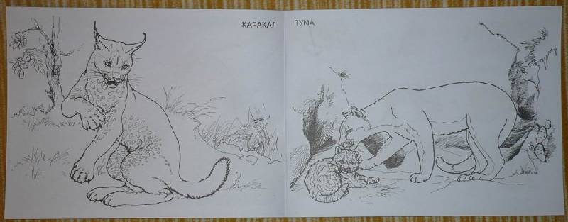 Иллюстрация 3 из 13 для Дикие кошки | Лабиринт - книги. Источник: Лора76756465