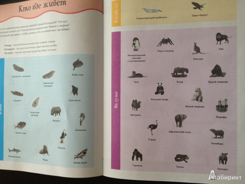 Иллюстрация 2 из 16 для Животные-великаны | Лабиринт - книги. Источник: петра