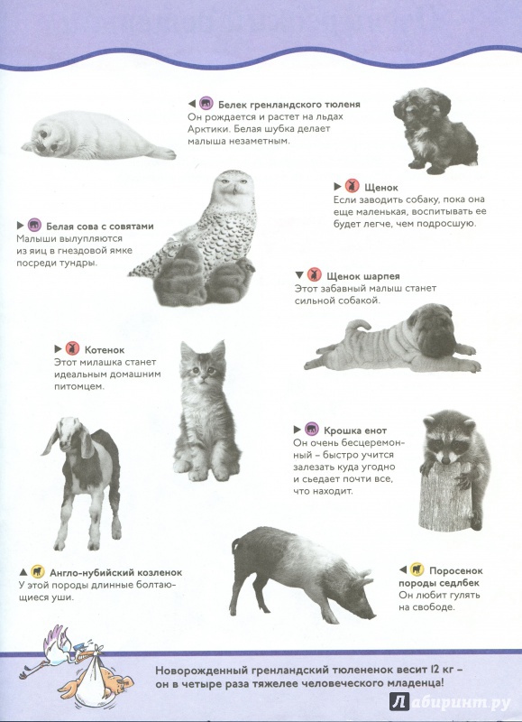 Иллюстрация 6 из 14 для Детёныши животных. Animal Planet | Лабиринт - книги. Источник: lumila