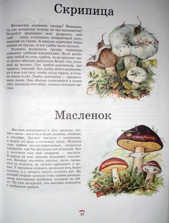 Иллюстрация 32 из 35 для Царство грибов: книга для чтения детям - Лидия Гарибова | Лабиринт - книги. Источник: АннаЛ