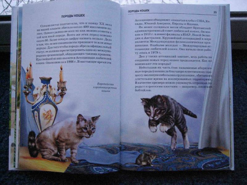 Иллюстрация 12 из 32 для Кошки - Сергей Афонькин | Лабиринт - книги. Источник: Трухина Ирина