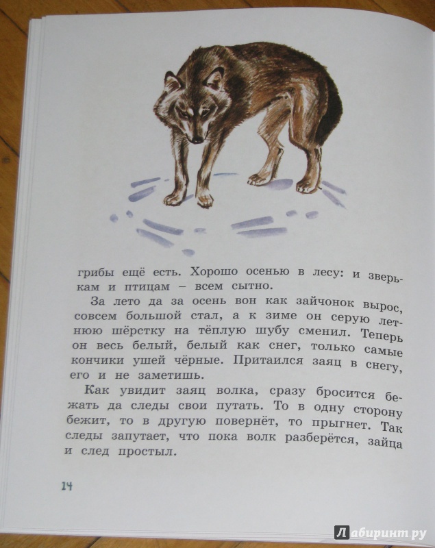 Иллюстрация 22 из 59 для Как заяц в лесу живёт - Вера Чаплина | Лабиринт - книги. Источник: Штерн  Яна