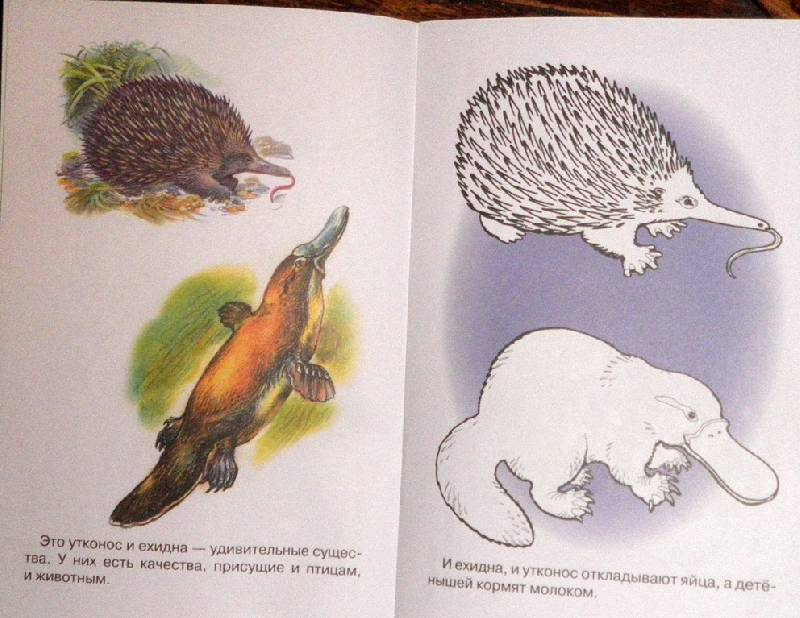 Иллюстрация 4 из 5 для Раскраска. Животные Америки и Австралии | Лабиринт - книги. Источник: АннаЛ
