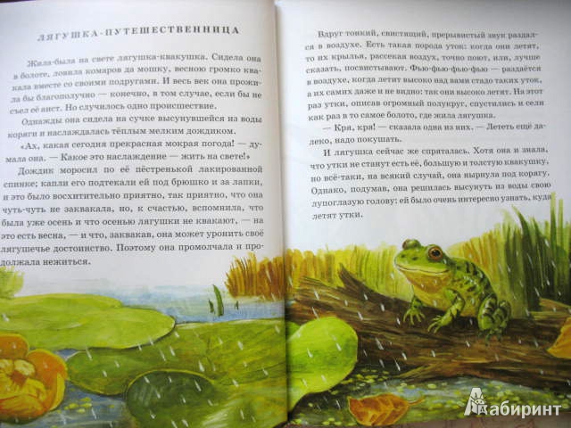 Иллюстрация 4 из 51 для Лягушка-путешественница | Лабиринт - книги. Источник: kolobus