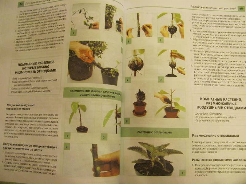 Иллюстрация 5 из 5 для Новейшая энциклопедия комнатных растений - Дэвид Сквайрс | Лабиринт - книги. Источник: Дашина мама