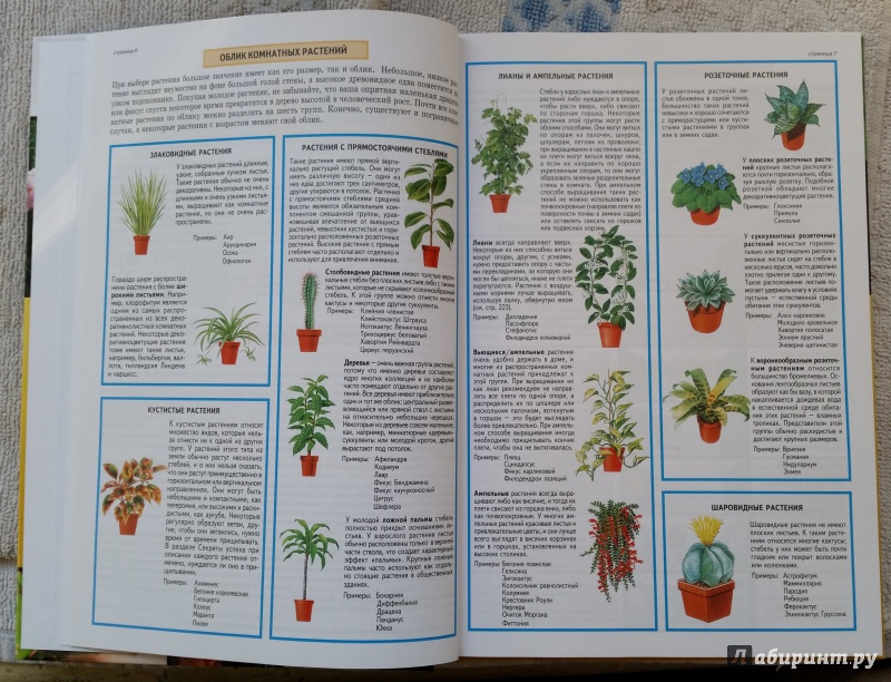Иллюстрация 18 из 31 для Все о комнатных растениях - Дэвид Хессайон | Лабиринт - книги. Источник: pocket_tiger