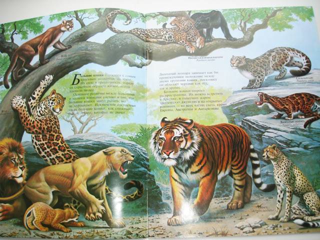 Иллюстрация 31 из 96 для Мир животных (17 книг в боксе) | Лабиринт - книги. Источник: Осьминожка