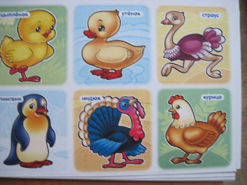 Иллюстрация 8 из 18 для Развивающая игра-лото для детей 3-5 лет "Птицы" (05262) | Лабиринт - игрушки. Источник: elue