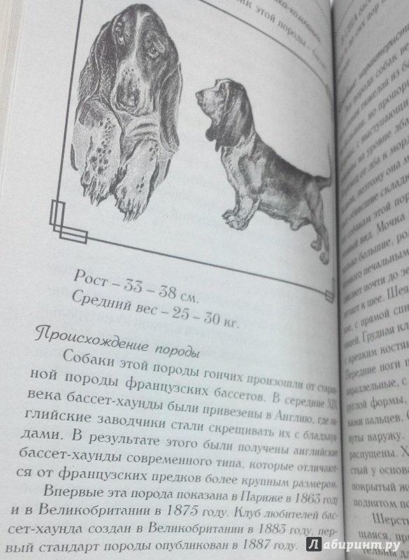 Иллюстрация 18 из 29 для Знакомьтесь, это ваша собака! | Лабиринт - книги. Источник: Свиридова  Виктория
