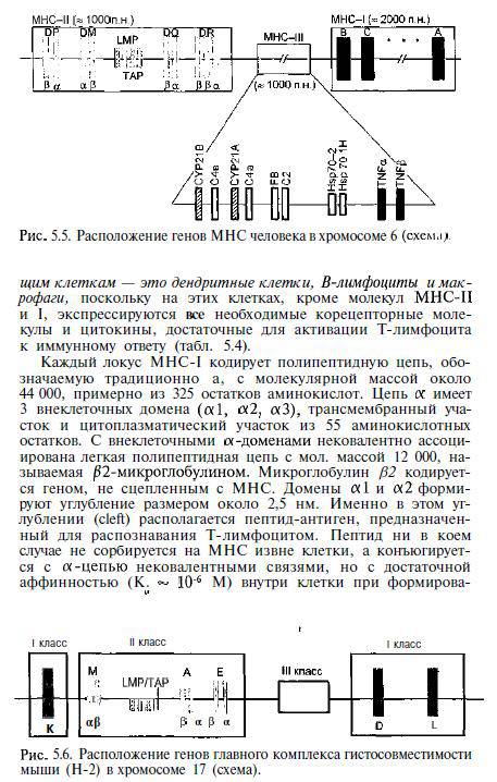 Иллюстрация 14 из 16 для Иммунология. Учебник (+ CD) - Рахим Хаитов | Лабиринт - книги. Источник: Федосов  Прохор Сергеевич