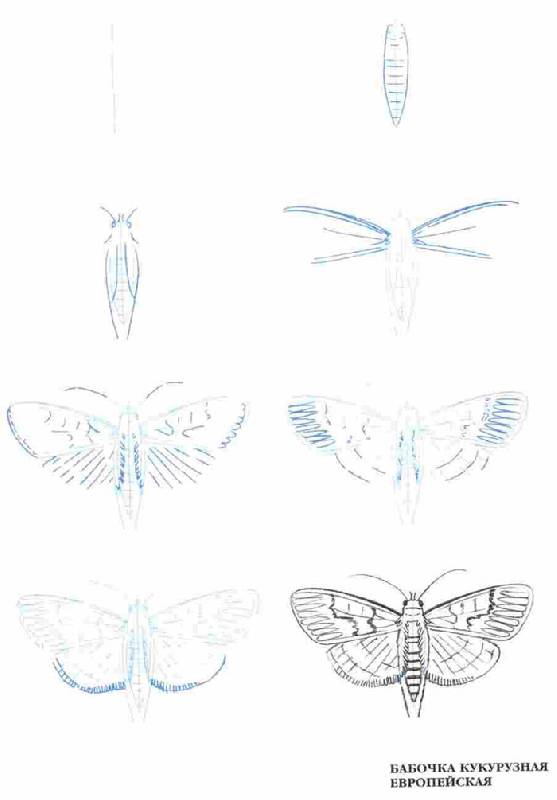 Иллюстрация 6 из 10 для Рисуем 50 насекомых - Эймис, Барнс | Лабиринт - книги. Источник: Кнопа2