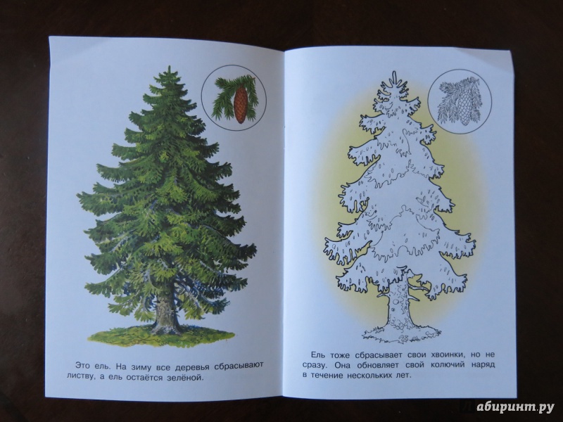 Иллюстрация 10 из 21 для Раскраска. Раскрашиваем и учимся. Деревья | Лабиринт - книги. Источник: anschaffen
