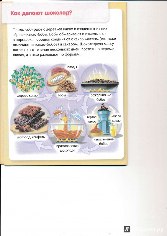 Иллюстрация 17 из 37 для Удивительные превращения. Как производят продукты питания - Марина Султанова | Лабиринт - книги. Источник: Террил
