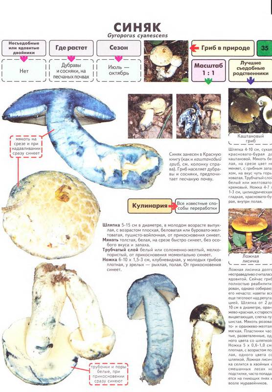 Иллюстрация 18 из 21 для Самые распространенные съедобные грибы. Справочник-определитель начинающего грибника - Михаил Вишневский | Лабиринт - книги. Источник: Machaon