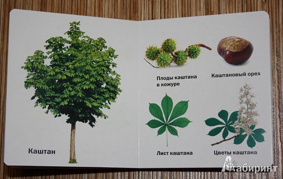 Иллюстрация 8 из 14 для Такие разные деревья - Aurelio Alfonso | Лабиринт - книги. Источник: КНИЖНОЕ ДЕТСТВО