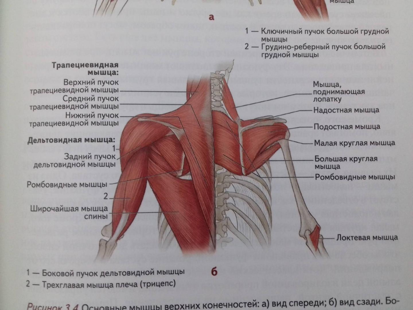 Иллюстрация 68 из 73 для Анатомия упражнений на растяжку - Нельсон, Кокконен | Лабиринт - книги. Источник: Степанов  Борис