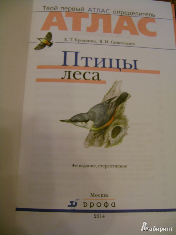 Иллюстрация 4 из 38 для Птицы леса - Бровкина, Сивоглазов | Лабиринт - книги. Источник: anchutka