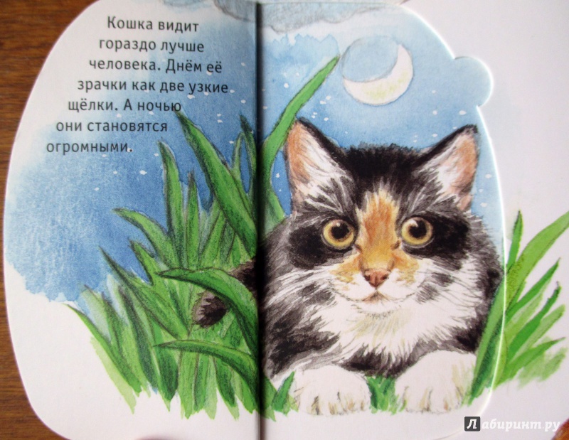 Иллюстрация 6 из 32 для Кошки - Патрисия Меннен | Лабиринт - книги. Источник: Etaine