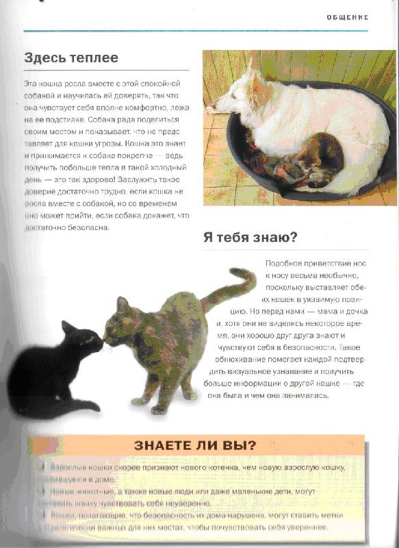 Иллюстрация 1 из 16 для О чем думает ваша кошка - Гвен Бэйли | Лабиринт - книги. Источник: kitusha