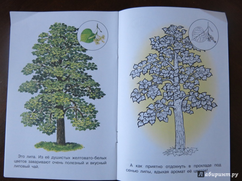 Иллюстрация 11 из 21 для Раскраска. Раскрашиваем и учимся. Деревья | Лабиринт - книги. Источник: anschaffen