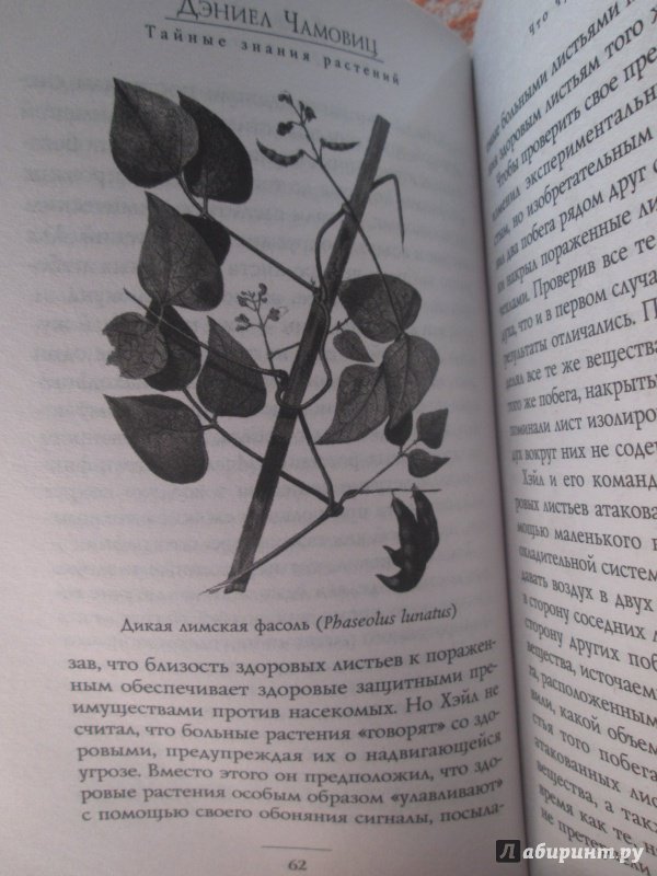 Иллюстрация 20 из 26 для Тайные знания растений. Что видят, слышат и помнят цветы и деревья - Дэниел Чамовиц | Лабиринт - книги. Источник: NiNon