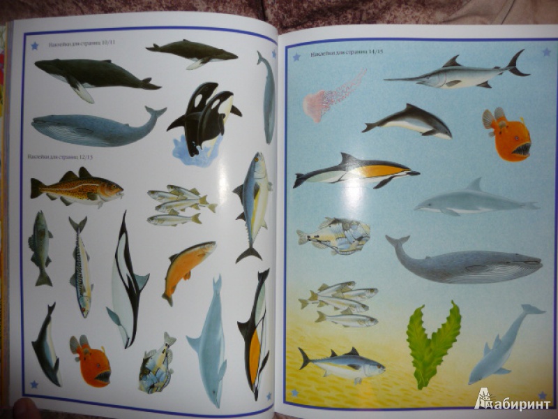Иллюстрация 14 из 16 для Чудо-наклейки. Мир океана - Морис Пледжер | Лабиринт - книги. Источник: Anyta23