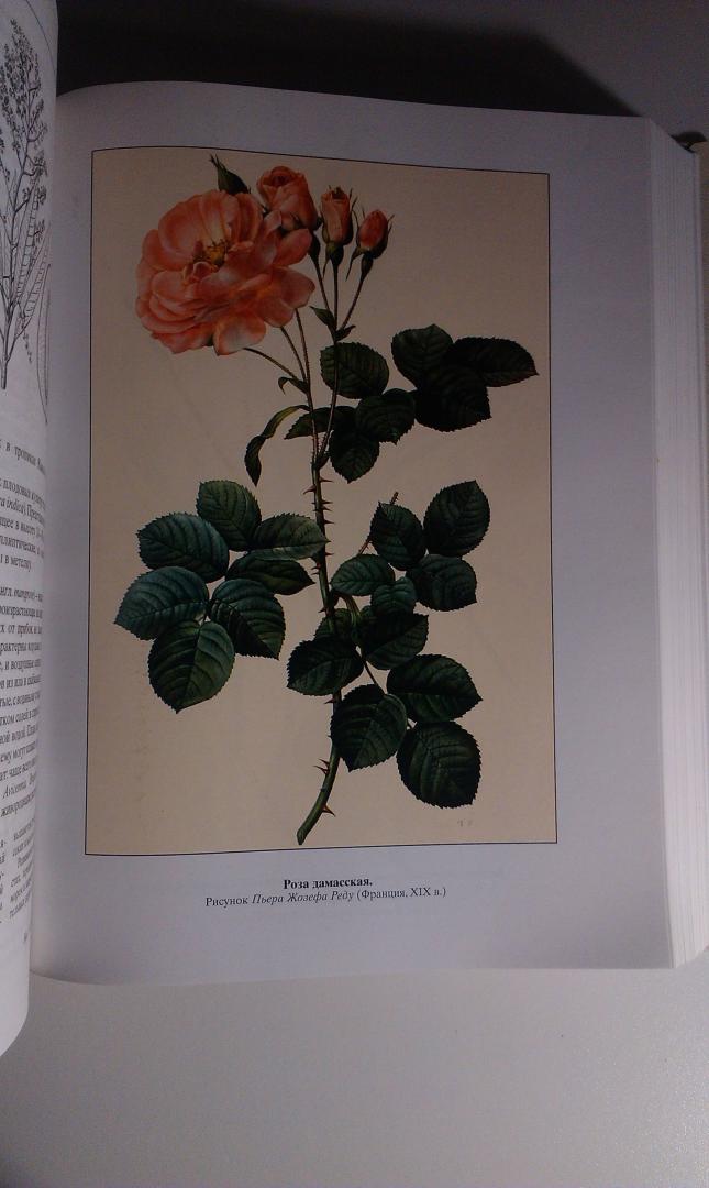 Иллюстрация 9 из 24 для Жизнь растений. Новейшая ботаническая энциклопедия - Альфред Брем | Лабиринт - книги. Источник: ss0263042