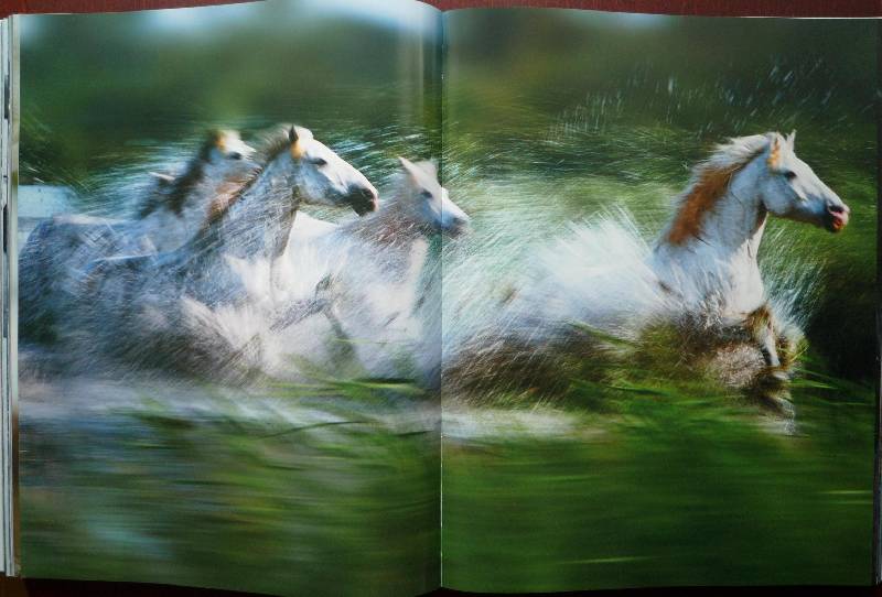 Иллюстрация 48 из 64 для Животные. Живая природа глазами фотографа - Стив Блум | Лабиринт - книги. Источник: Igra