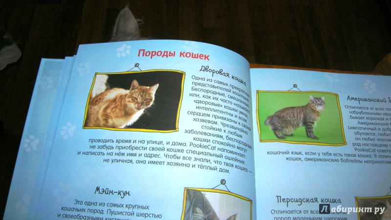 Иллюстрация 15 из 28 для Почему кот мурлычет и ещё 100 ответов на детские "почему" про кошек от PookieCat - Брюгген Ван | Лабиринт - книги. Источник: Beloschka