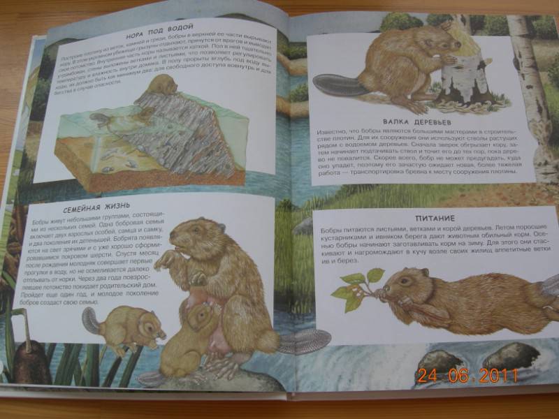 Иллюстрация 15 из 23 для Загадки животного мира - Элеонора Барзотти | Лабиринт - книги. Источник: Соловей