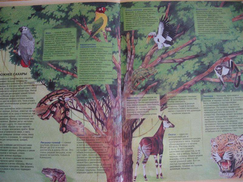 Иллюстрация 2 из 4 для Большой атлас животных | Лабиринт - книги. Источник: Юта