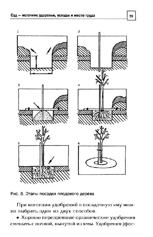 Иллюстрация 9 из 15 для Полезные советы садоводу и огороднику - Надежда Зимина | Лабиринт - книги. Источник: Юта