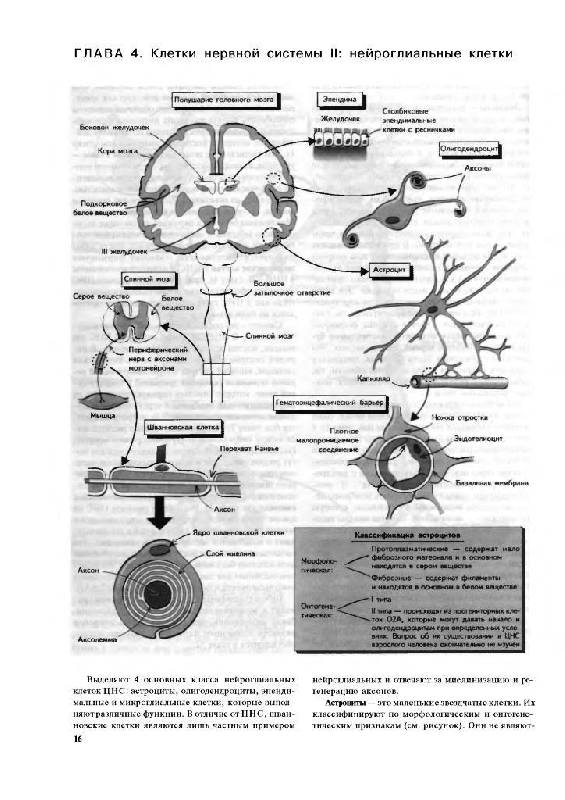 Иллюстрация 7 из 15 для Наглядная неврология - Баркер, Нил, Барази | Лабиринт - книги. Источник: Юта