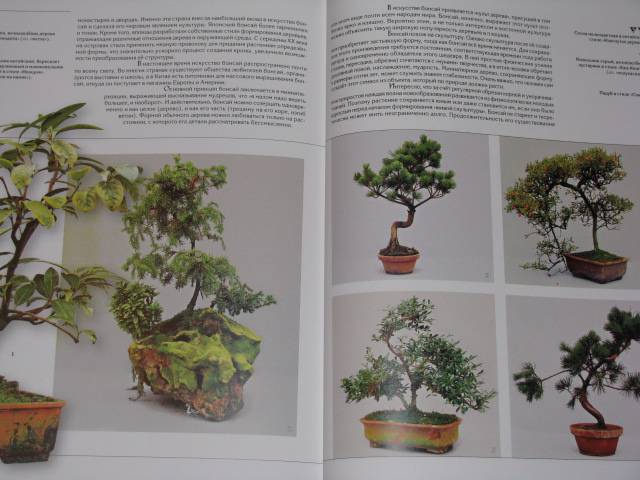 Иллюстрация 15 из 15 для Дерево | Лабиринт - книги. Источник: Nemertona