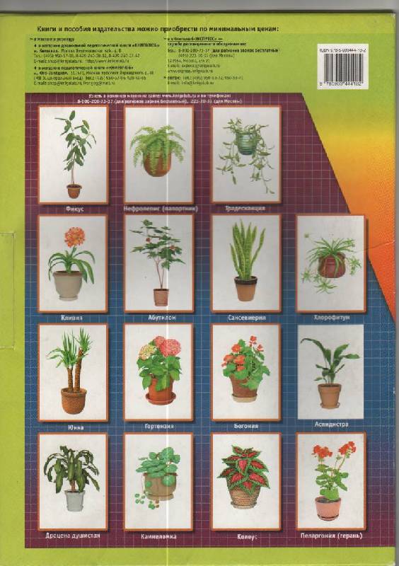 Иллюстрация 3 из 8 для Комнатные растения. Демонстрационный материал для фронтальных занятий | Лабиринт - книги. Источник: SVETLANKA