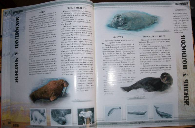 Иллюстрация 9 из 24 для Мир животных - Цеханская, Стрелков | Лабиринт - книги. Источник: Ёжик