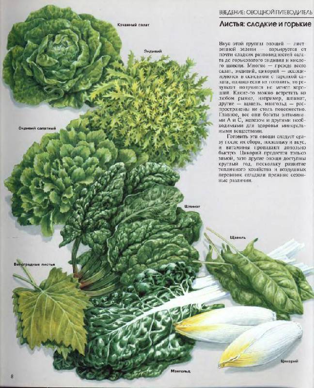 Иллюстрация 13 из 49 для Овощи | Лабиринт - книги. Источник: Юта