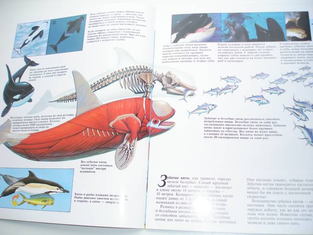 Иллюстрация 46 из 96 для Мир животных (17 книг в боксе) | Лабиринт - книги. Источник: Осьминожка
