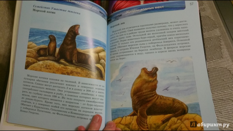 Иллюстрация 40 из 64 для Млекопитающие | Лабиринт - книги. Источник: anka46