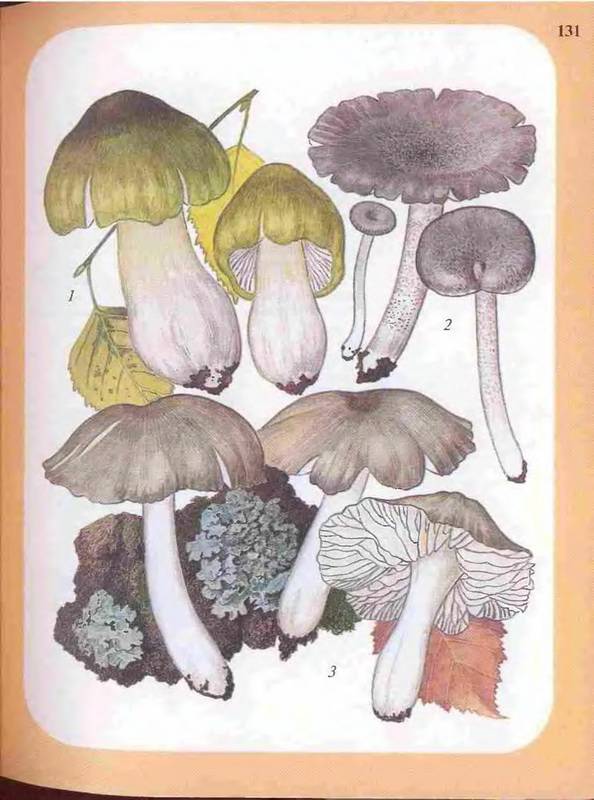 Иллюстрация 32 из 33 для Большой определитель грибов - Александр Юдин | Лабиринт - книги. Источник: Ялина