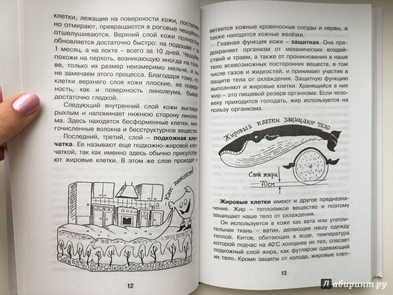 Иллюстрация 24 из 51 для Как устроен человек - Борис Сергеев | Лабиринт - книги. Источник: Лабиринт