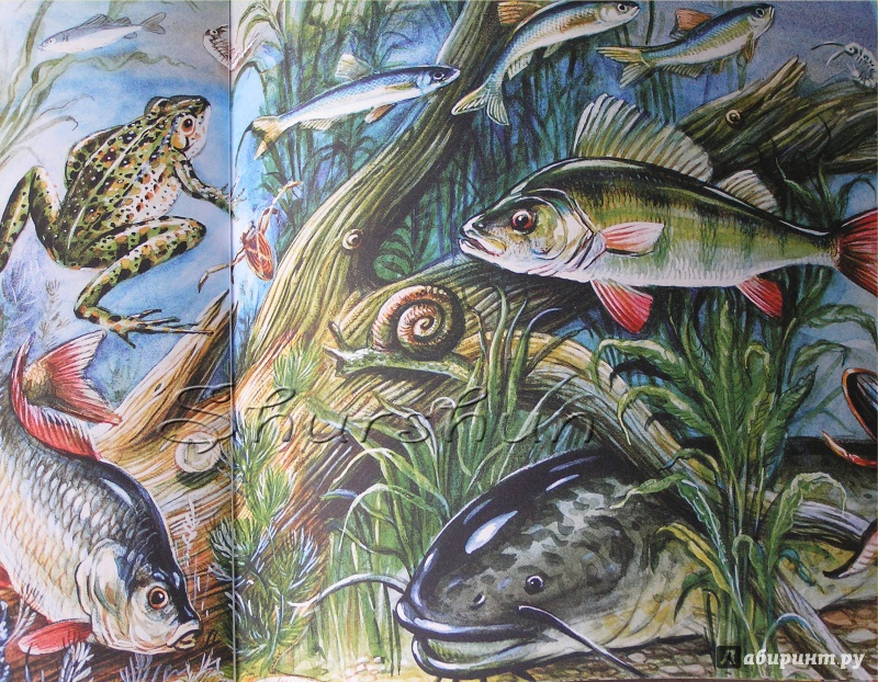 Иллюстрация 23 из 42 для Рыбы - Николай Сладков | Лабиринт - книги. Источник: Shurshun