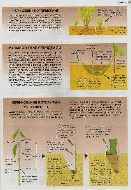Иллюстрация 5 из 24 для Все о вечнозеленых растениях - Дэвид Хессайон | Лабиринт - книги. Источник: Galia