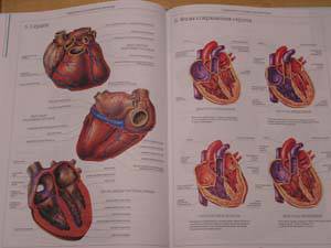 Иллюстрация 51 из 58 для Атлас анатомии человека | Лабиринт - книги. Источник: Болдырева  Мария -