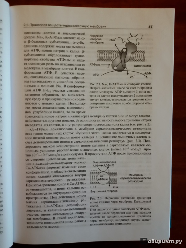 Иллюстрация 26 из 43 для Нормальная физиология. Учебник +CD - Брин, Ткаченко, Захаров, Мазинг | Лабиринт - книги. Источник: olegiv