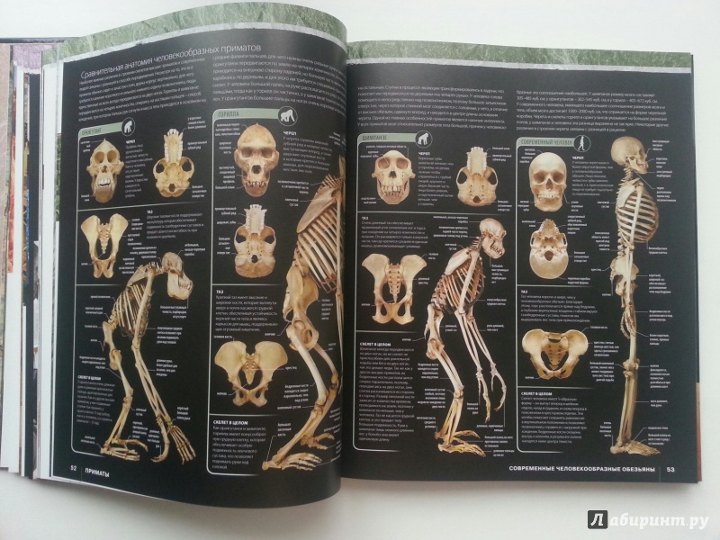 Иллюстрация 35 из 36 для Происхождение человека. Эволюция - Элис Робертс | Лабиринт - книги. Источник: VALERIYA