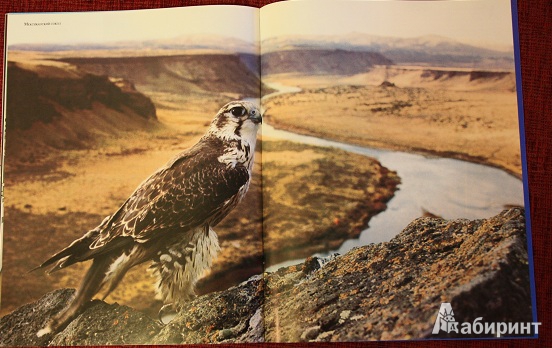 Иллюстрация 10 из 11 для Хищные птицы - Джон Веско | Лабиринт - книги. Источник: КНИЖНОЕ ДЕТСТВО