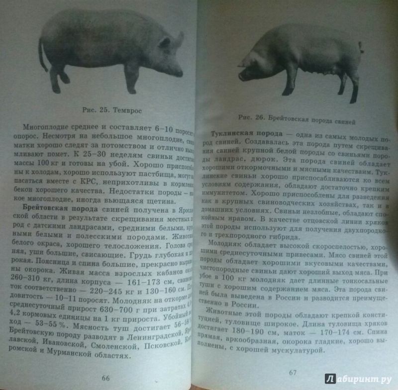 Иллюстрация 6 из 8 для Доходное содержание свиней и поросят в частном хозяйстве - Сергей Малай | Лабиринт - книги. Источник: SiB