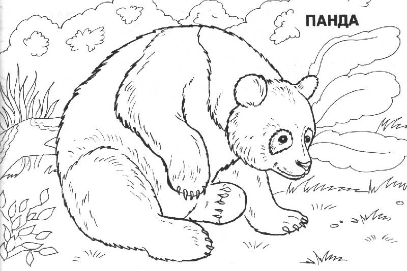 Иллюстрация 2 из 2 для Мир животных: Азия (раскраска) | Лабиринт - книги. Источник: OOlga